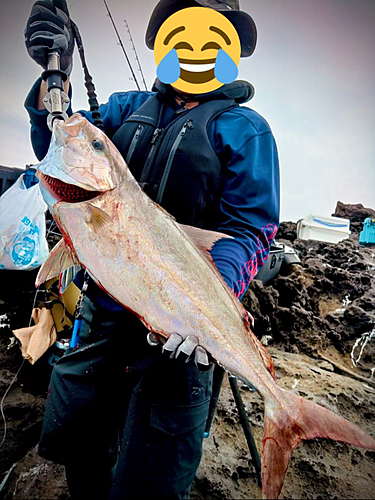 カンパチの釣果