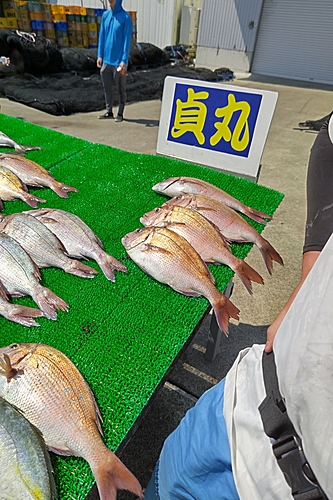 タイの釣果