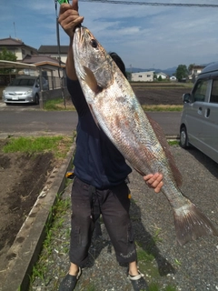 ニベの釣果