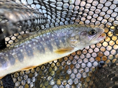 イワナの釣果