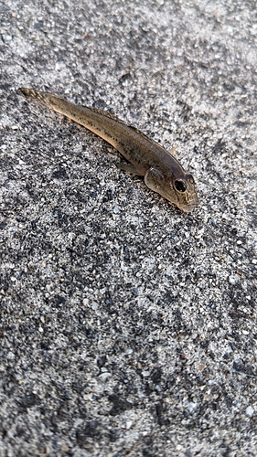 ハゼの釣果