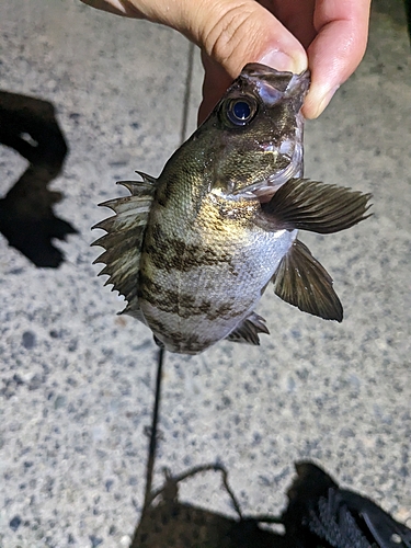 メバルの釣果