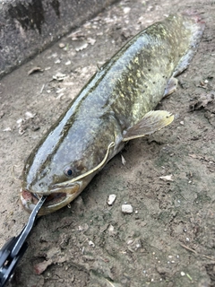 ナマズの釣果