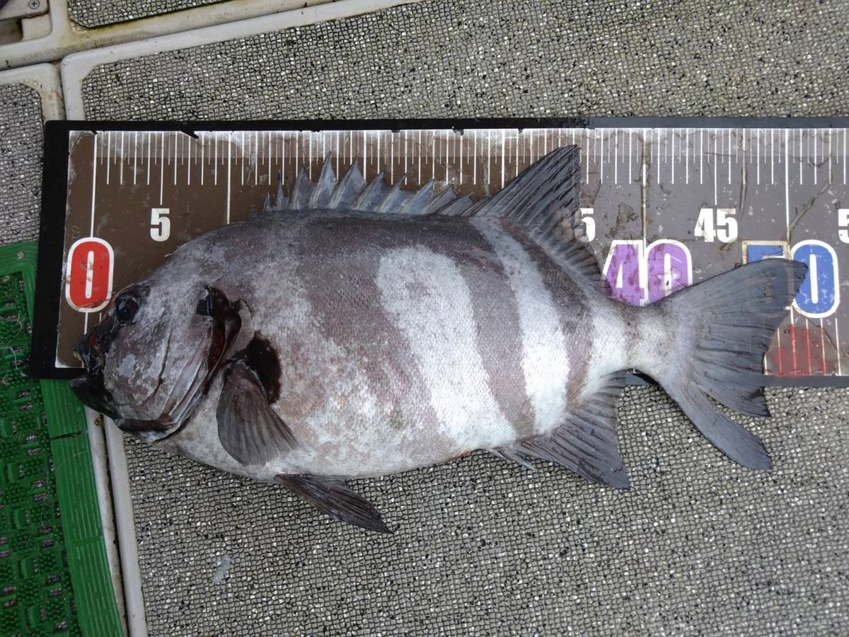 D.Aokiさんの釣果 2枚目の画像