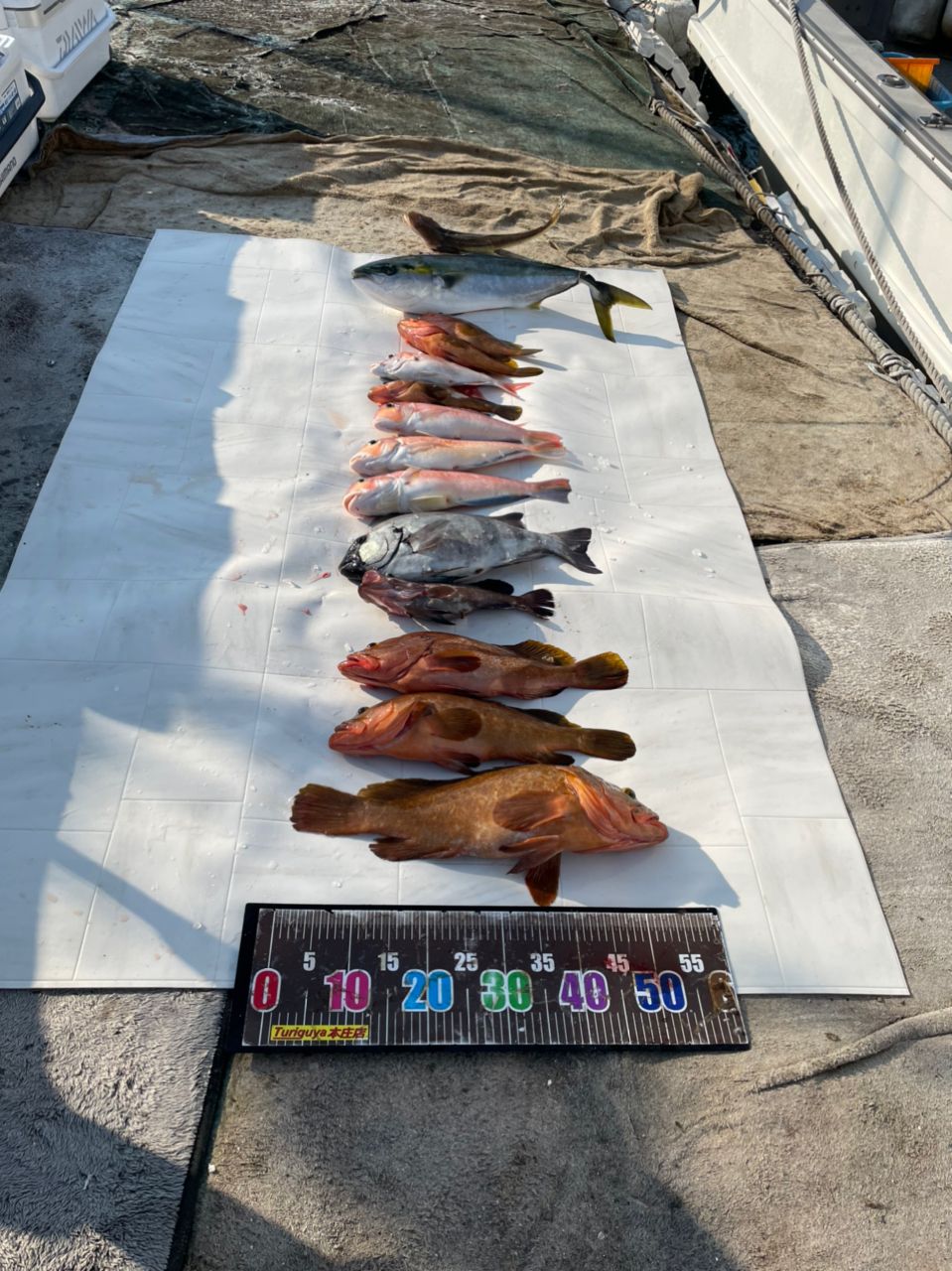 D.Aokiさんの釣果 3枚目の画像