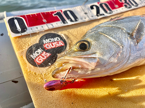 シーバスの釣果