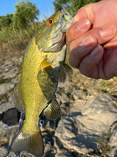 スモールマウスバスの釣果