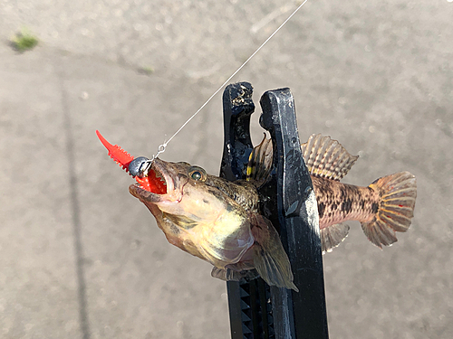 ウロハゼの釣果