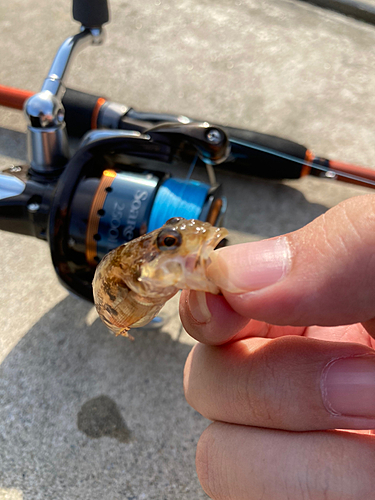 アナハゼの釣果