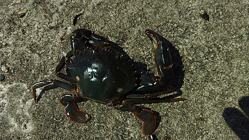 ノコギリガザミの釣果