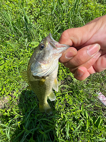 ラージマウスバスの釣果