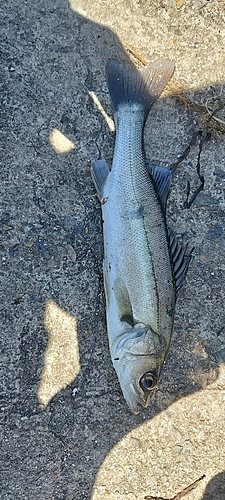 セイゴ（マルスズキ）の釣果