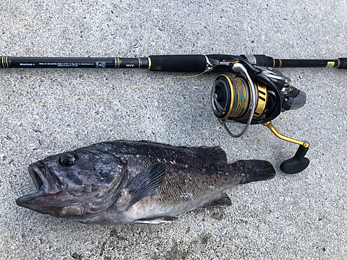 クロソイの釣果