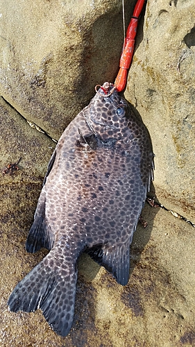 イシガキダイの釣果