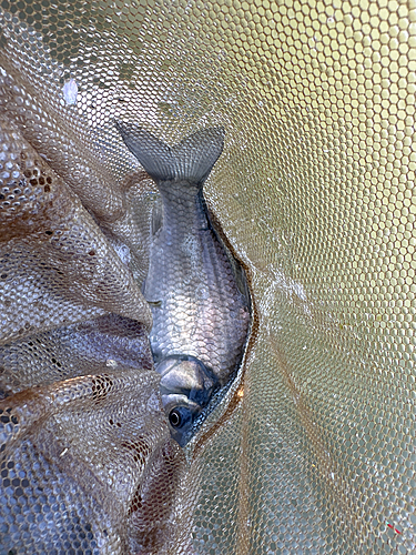 ヘラブナの釣果