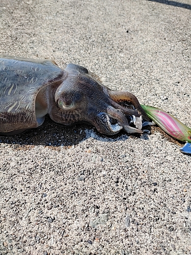 モンゴウイカの釣果