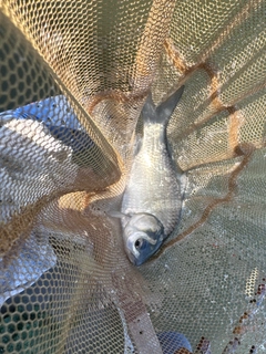 ヘラブナの釣果