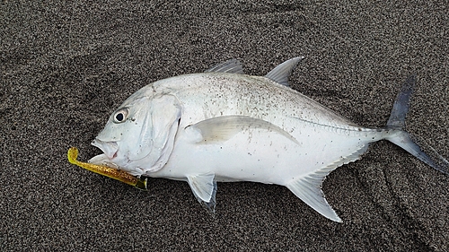 メッキの釣果