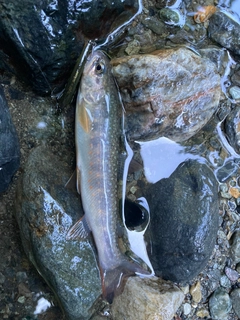 イワナの釣果