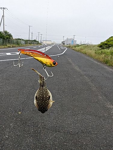 フグの釣果