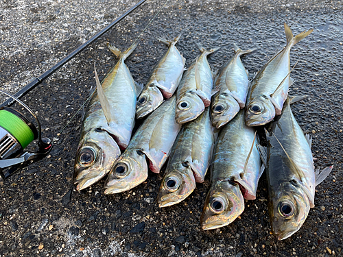 アジの釣果