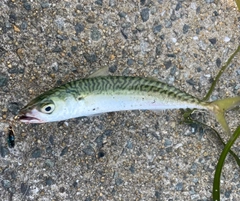 サバの釣果