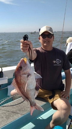 マダイの釣果