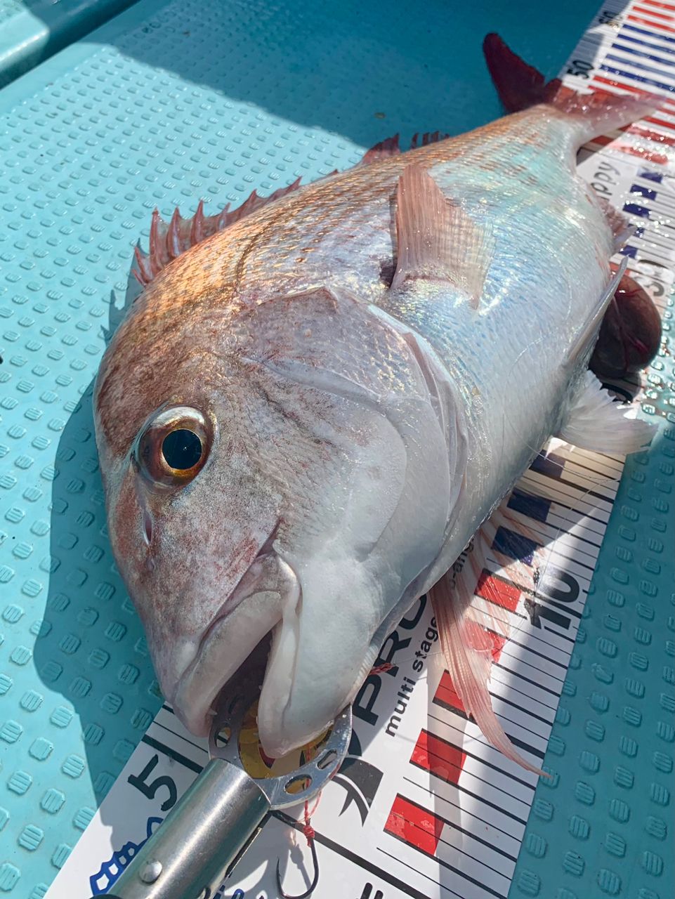 わじゅけんさんの釣果 2枚目の画像