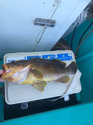 アオハタの釣果