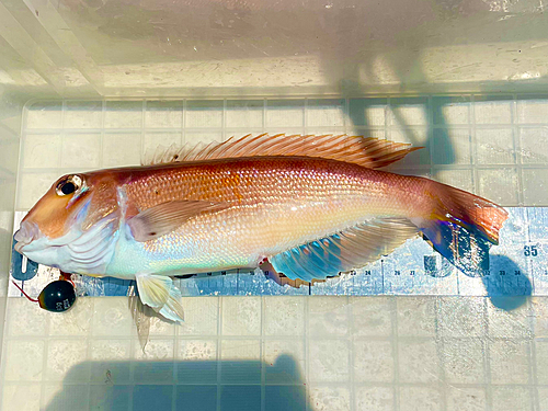 アマダイの釣果