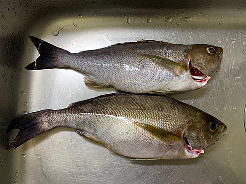 イサキの釣果