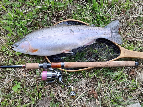 ニジマスの釣果