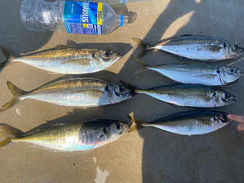 アジの釣果