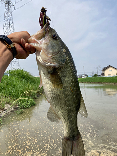 ブラックバスの釣果