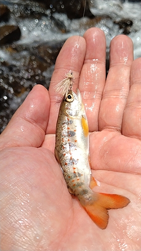 アマゴの釣果