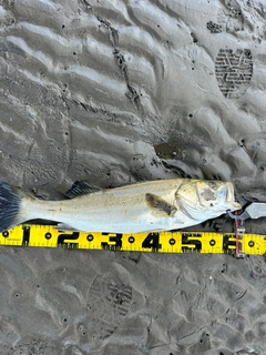 ヨシノボリの釣果