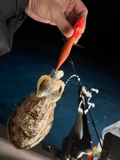 コウイカの釣果