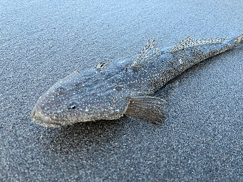 マゴチの釣果