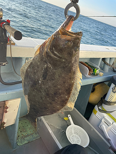 ヒラメの釣果