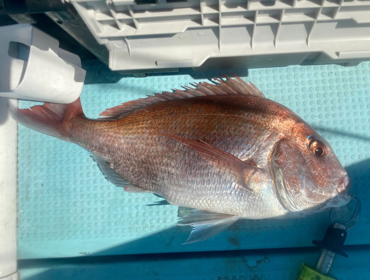 オトコマエさんの釣果 3枚目の画像