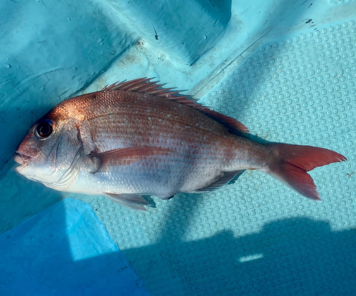 オトコマエさんの釣果 2枚目の画像