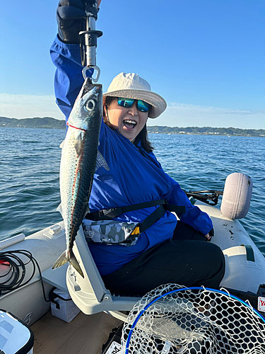 ゴマサバの釣果