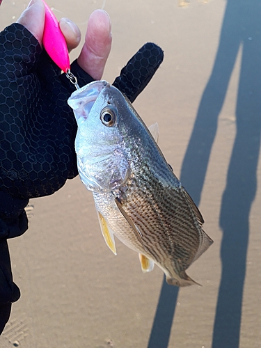 イシモチの釣果