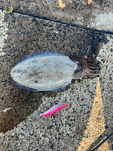 モンゴウイカの釣果