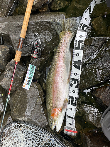 ニジマスの釣果