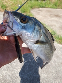 イシモチの釣果