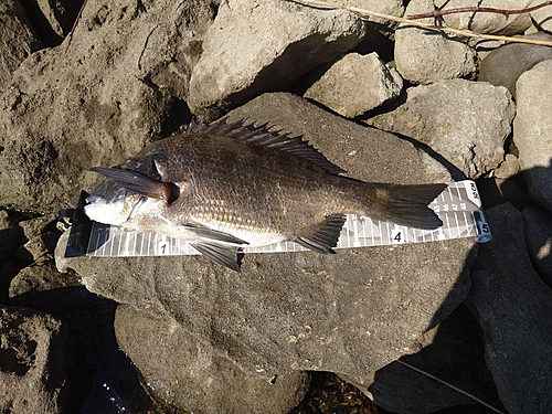 チヌの釣果