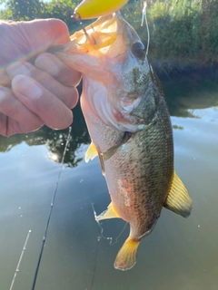 ラージマウスバスの釣果