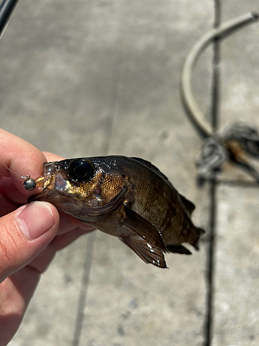 メバルの釣果