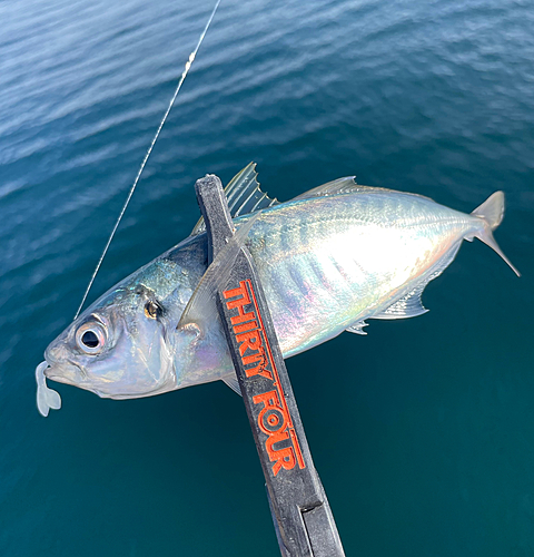 マルアジの釣果